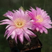 DSC03008Gymnocalycium denudatum 'Jan Šuba'