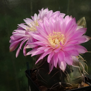 DSC03009Gymnocalycium denudatum