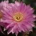 DSC03010Gymnocalycium denudatum