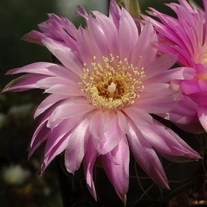 DSC03011Gymnocalycium denudatum