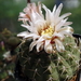 DSC03013Gymnocalycium ochoterenae v. cinereum