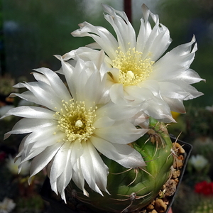 DSC03014Gymnocalycium denudatum