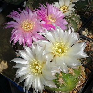 DSC03015Gymnocalycium denudatum