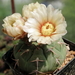 DSC03017Gymnocalycium bayrianum v. brevispinum