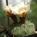 DSC03018Gymnocalycium bayrianum v. brevispinum