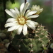 DSC03020Gymnocalycium asterium G 2345