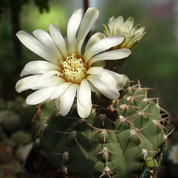 DSC03020Gymnocalycium asterium G 2345