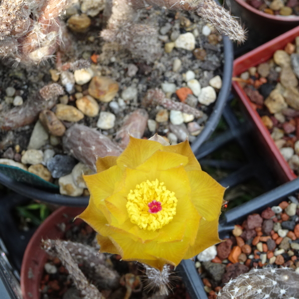 DSC03024Pterocactus tuberosus