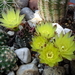 DSC03025Gymnocalycium doppianum