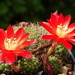 DSC03039Rebutia padcayensis RH 220