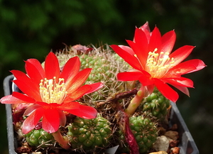 DSC03039Rebutia padcayensis RH 220