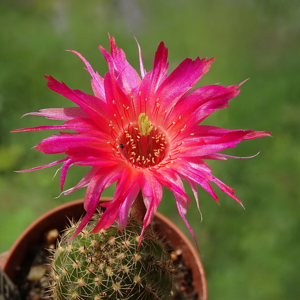 DSC03051Chamaecereus Lincoln Friend