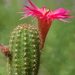 DSC03052Chamaecereus Lincoln Friend