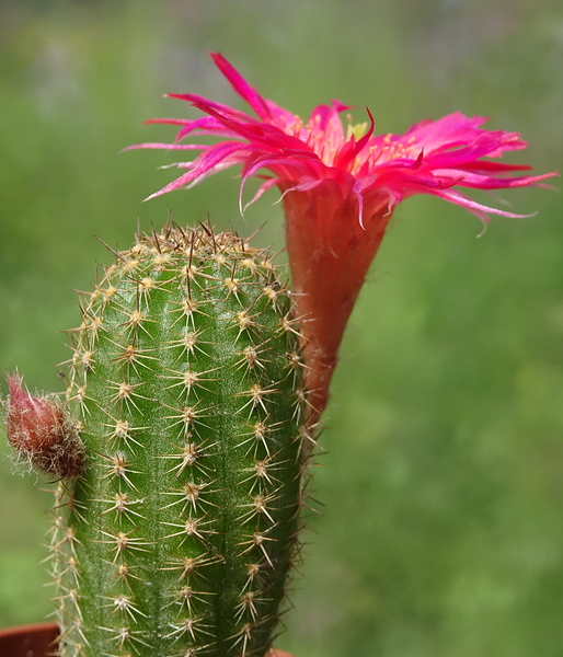 DSC03052Chamaecereus Lincoln Friend