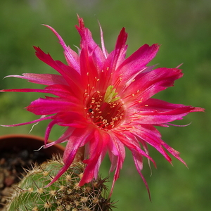 DSC03053Chamaecereus Lincoln Friend