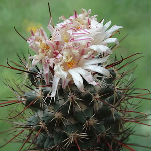 DSC03059Coryphantha ancistracantha