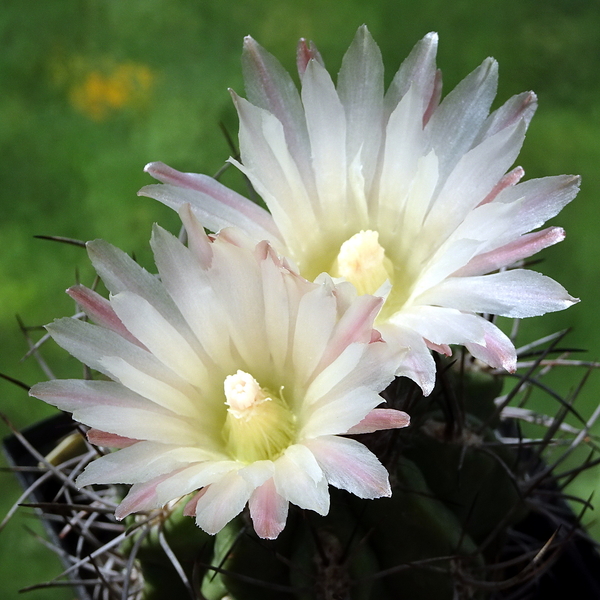 DSC03075Pyrrhocactus hankeanus