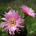 DSC03076Gymnocalycium denudatum 'Jan Šuba'