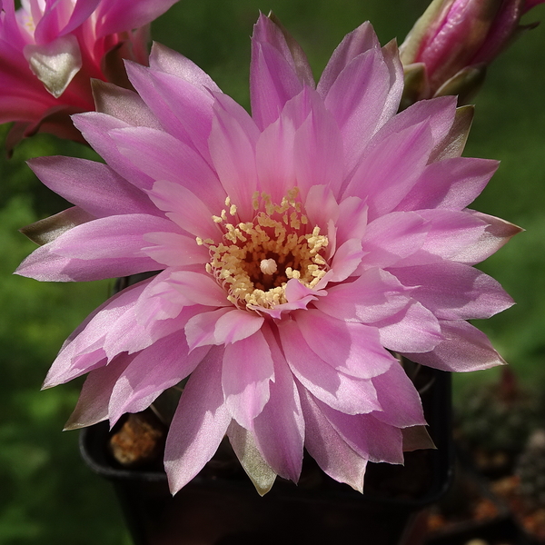 DSC03077Gymnocalycium denudatum 'Jan Šuba'