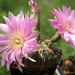 DSC03078Gymnocalycium denudatum 'Jan Šuba'