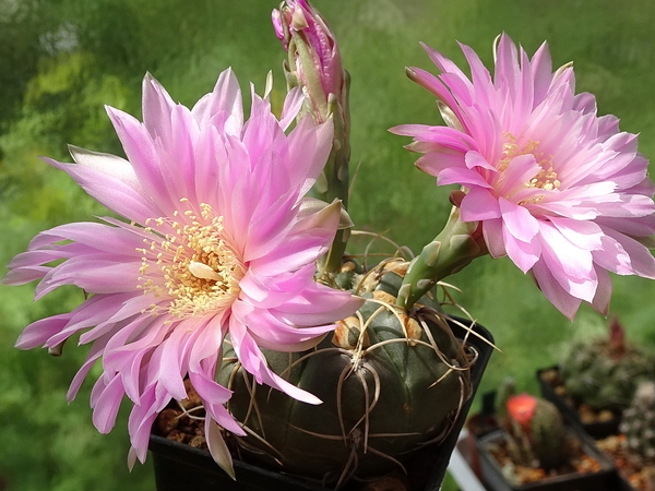 DSC03078Gymnocalycium denudatum 'Jan Šuba'