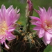 DSC03079Gymnocalycium denudatum 'Jan Šuba'