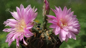 DSC03079Gymnocalycium denudatum 'Jan Šuba'