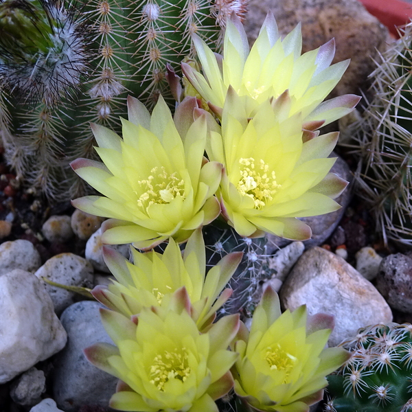 DSC03083ymnocalycium doppianum