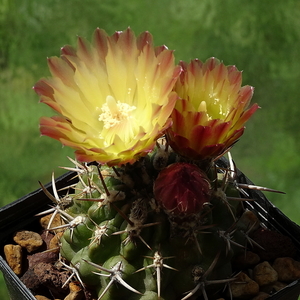 DSC03112Horridocactus minor