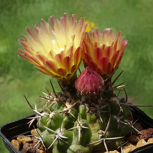 DSC03113Horridocactus minor