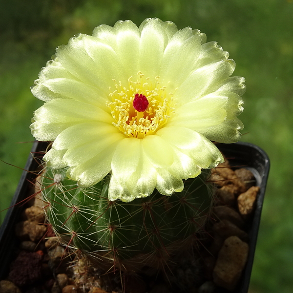 DSC03117Notocactus glaucispinus