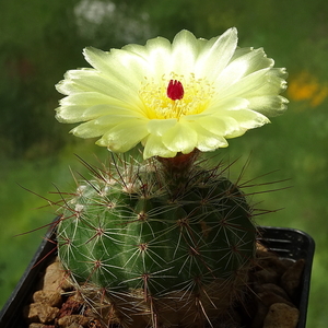 DSC03118Notocactus glaucispinus