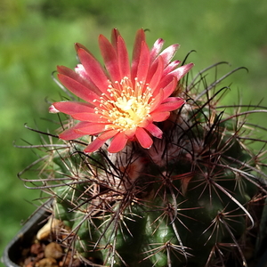 DSC03119Parodia culpinensis