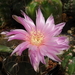 DSC03121Gymnocalycium denudatum 'Jan Šuba'