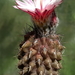 DSC03160Neoporteria dimorpha