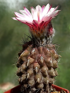 DSC03160Neoporteria dimorpha