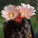 DSC03162Gymnocalycium schuetzianum