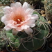 DSC03164Gymnocalycium schuetzianum