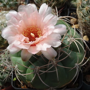 DSC03164Gymnocalycium schuetzianum