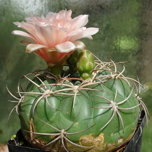 DSC03165Gymnocalycium schuetzianum