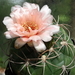 DSC03166Gymnocalycium schuetzianum