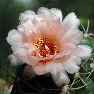 DSC03167Gymnocalycium schuetzianum