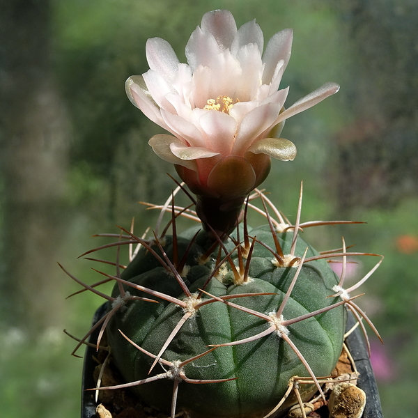 DSC03169Gymnocalycium catamarense TOM 07-293