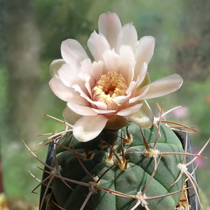 DSC03170Gymnocalycium catamarense TOM 07-293