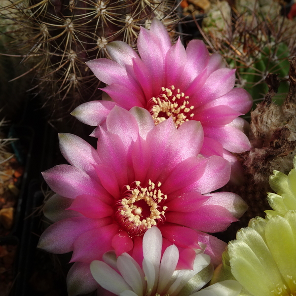 DSC03172Gymnocalycium heidiae GN 93-714