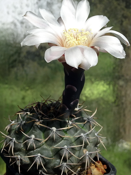 DSC03174Gymnocalycium kieslingii