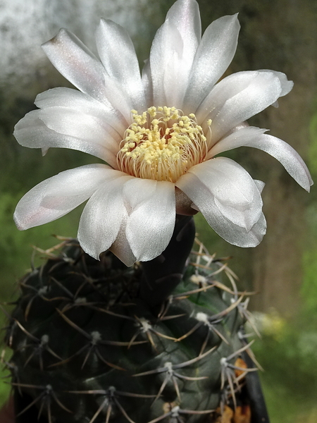 DSC03175Gymnocalycium kieslingii