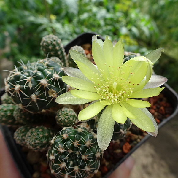 DSC03177Gymnocalycium andreae v. doppianum P 378