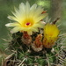 DSC03179Notocactus submammulosus