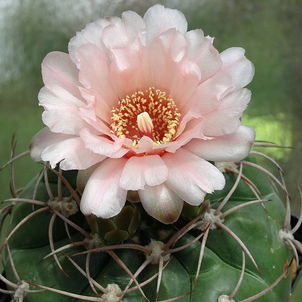 DSC03181Gymnocalycium schuetzianum